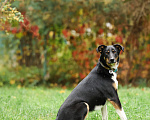 Собаки в Химках: Собака в добрые руки Девочка, Бесплатно - фото 6