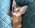 Кошки в Краснодаре: Абиссинский котенок дикого окраса Девочка, 75 000 руб. - фото 6