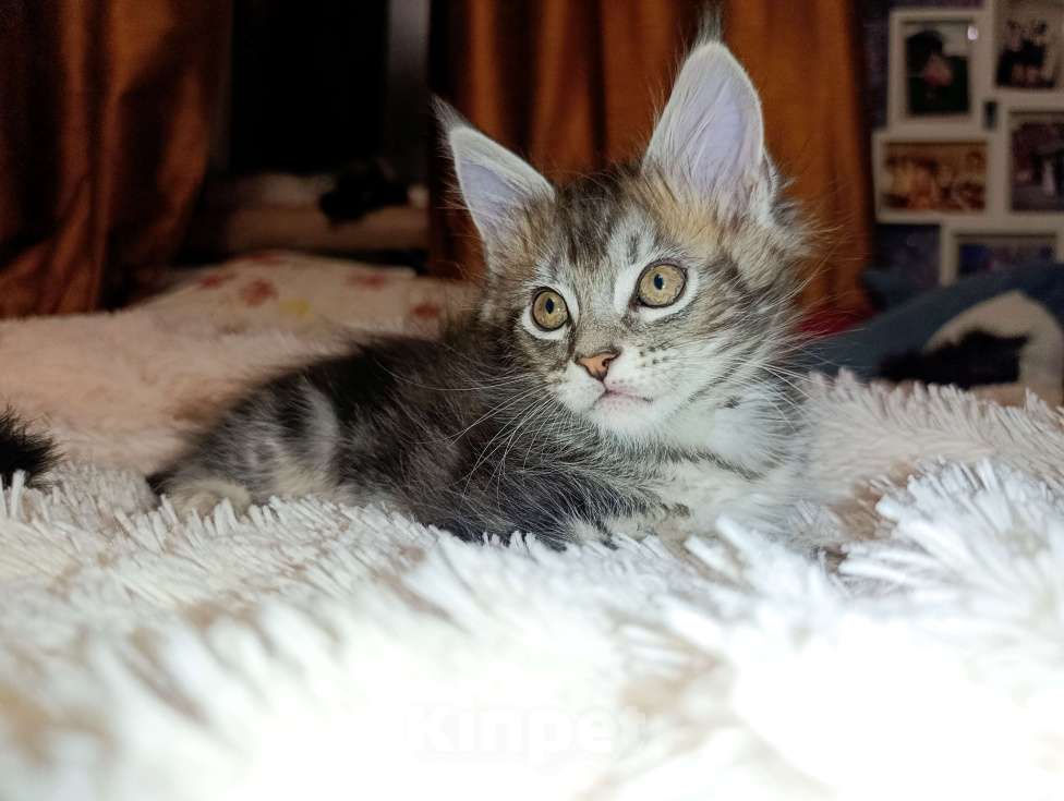 Кошки в Москве: Мейн Кун котенок Девочка, 35 000 руб. - фото 10