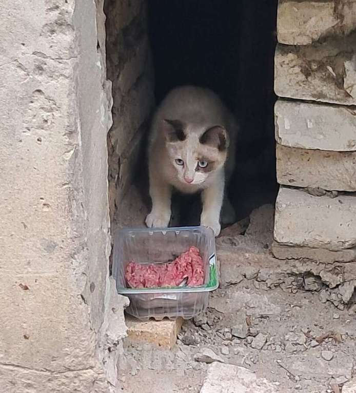 Кошки в Ковровом: Вася, Мусенька и Мурзичек ждут своих хозяев. Мальчик, Бесплатно - фото 3