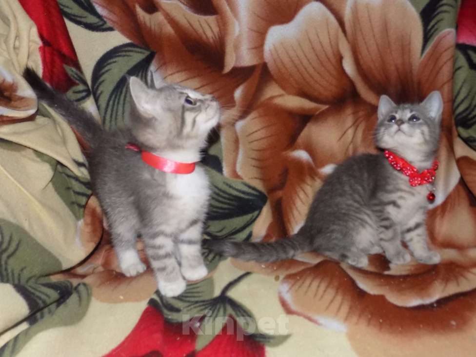 Кошки в Москве: Азиатская табби, девочки Девочка, 20 000 руб. - фото 8