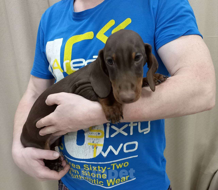 Собаки в Перми: Кофейный Мальчик 2  Мальчик, 50 000 руб. - фото 2