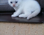Кошки в Москве: Шотландский котёнок  Мальчик, 15 000 руб. - фото 5