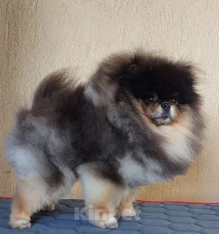 Собаки в Калининграде: Померанский шпиц,щенок Девочка, 30 000 руб. - фото 9