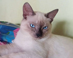 Кошки в Тюмени: Тонкинез, котёнок котенок Девочка, 5 000 руб. - фото 3