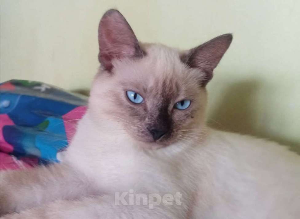 Кошки в Тюмени: Тонкинез, котёнок котенок Девочка, 5 000 руб. - фото 3