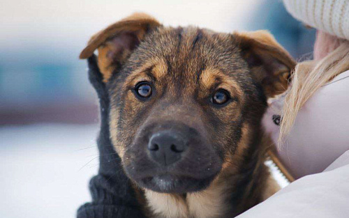 самая ласковая девочка ищет дом