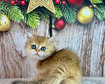 Кошки в Саранске: Прямоухий шотландский мальчик золотая шиншилла Мальчик, 55 000 руб. - фото 4