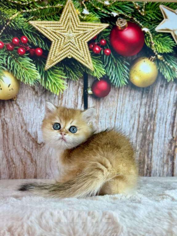 Кошки в Саранске: Прямоухий шотландский мальчик золотая шиншилла Мальчик, 55 000 руб. - фото 4