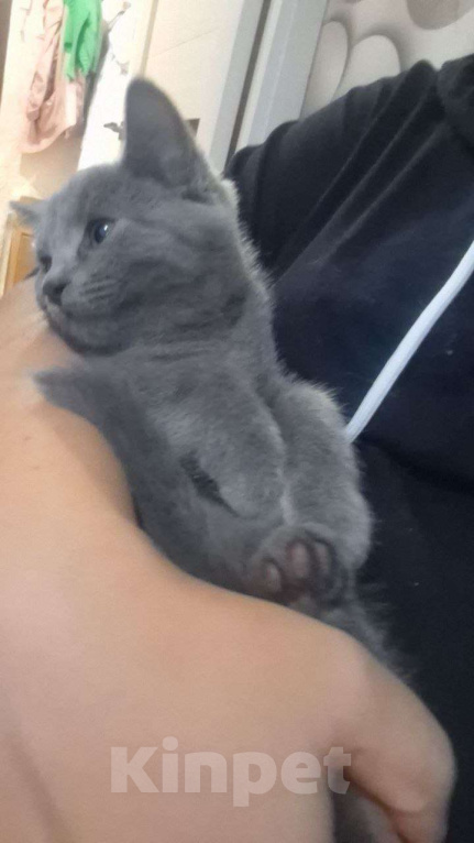 Кошки в Воронеже: Ласковые, игривые котята в добрые руки Девочка, Бесплатно - фото 3