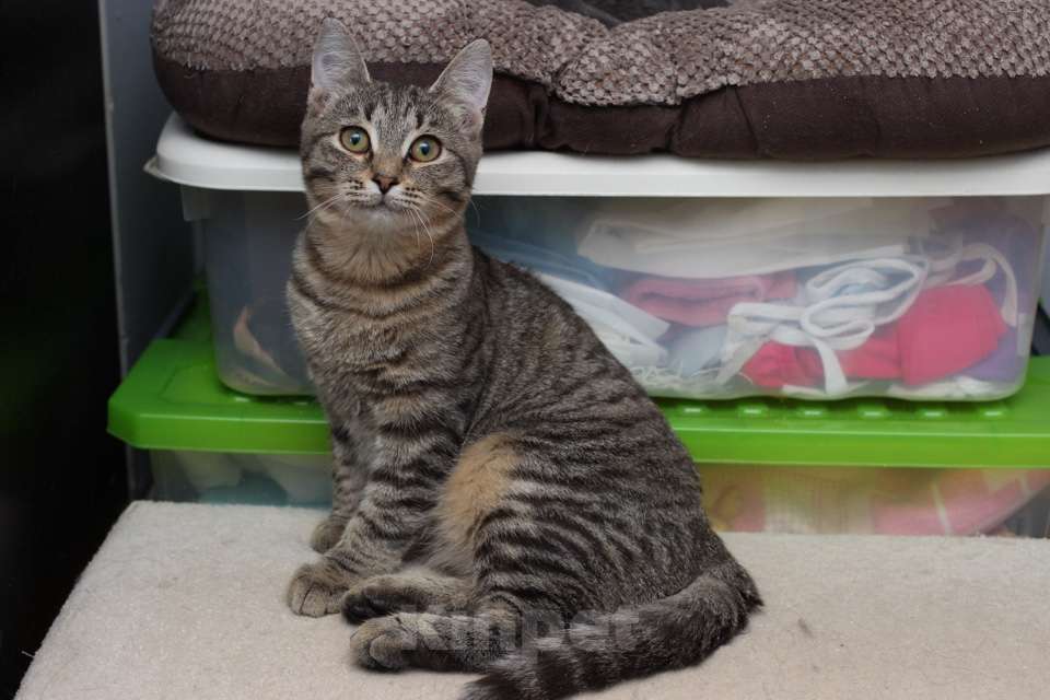 Кошки в Москве: Ласковая 6 мес кошечка Уля в поиске семьи! Девочка, Бесплатно - фото 8