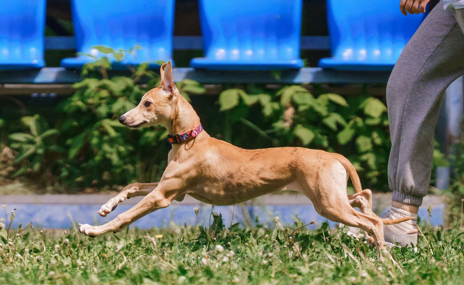 Собаки в Москве: Щенки уиппета Мальчик, Бесплатно - фото 7