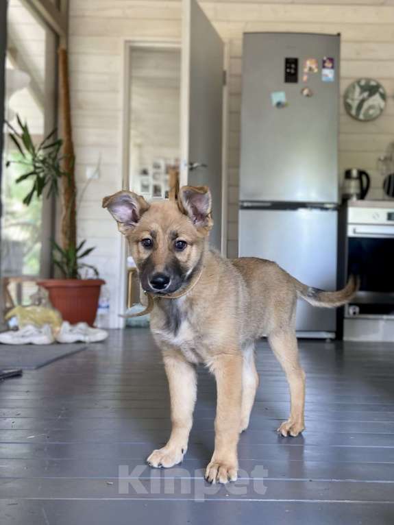 Собаки в Москве: Щенок для классной семьи 🐶 Девочка, 1 руб. - фото 3