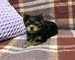 Собаки в Реутове: Йоркширский терьер мини  Мальчик, 25 000 руб. - фото 1