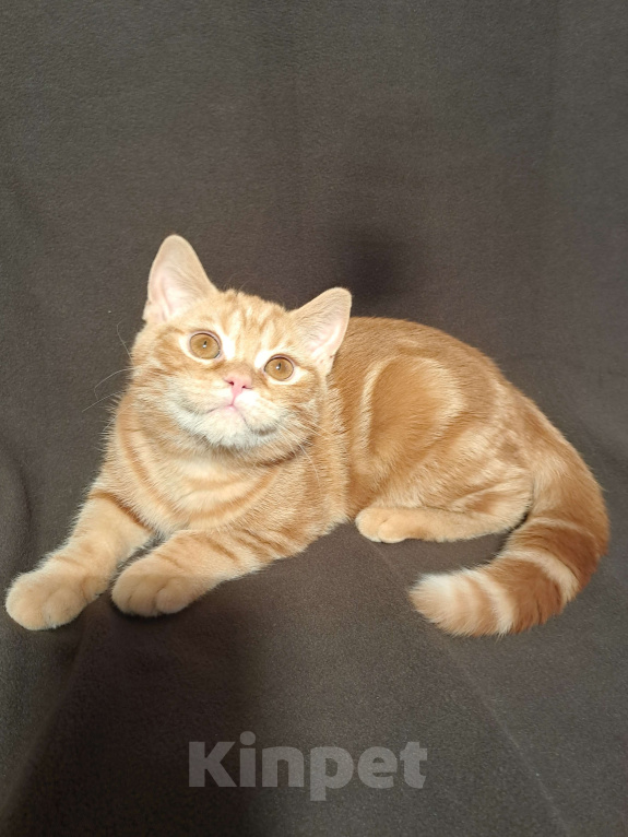 Кошки в Санкт-Петербурге: Шотландский котенок с документами. Мальчик, 28 000 руб. - фото 6