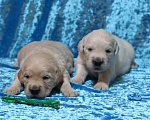 Собаки в Москве: Щенки золотистого ретривера Разнополые, 80 000 руб. - фото 2