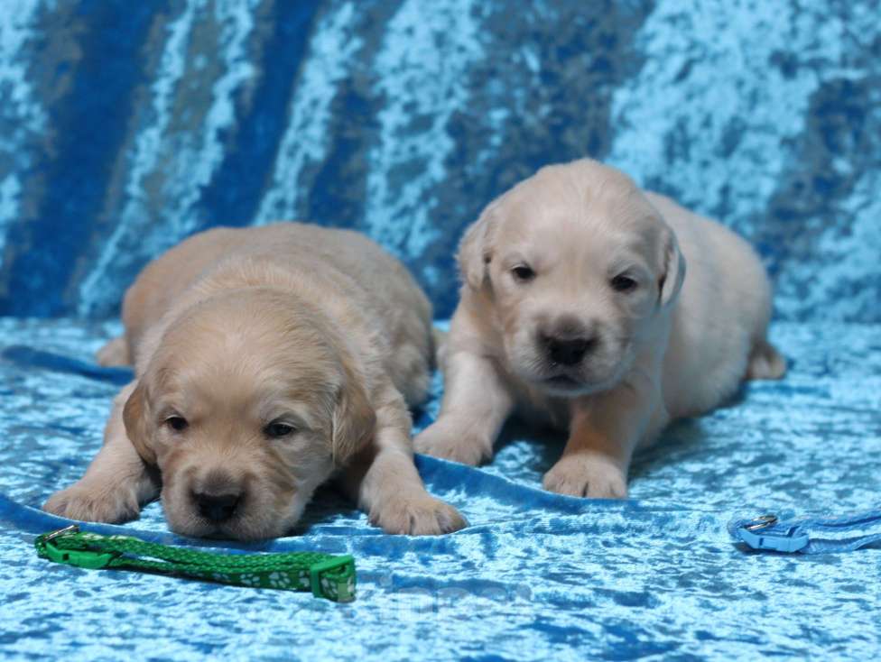 Собаки в Москве: Щенки золотистого ретривера Разнополые, 80 000 руб. - фото 2