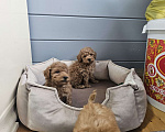 Собаки в Москве: Щенки той и миниатюрного пуделя  ркф Мальчик, 50 000 руб. - фото 3