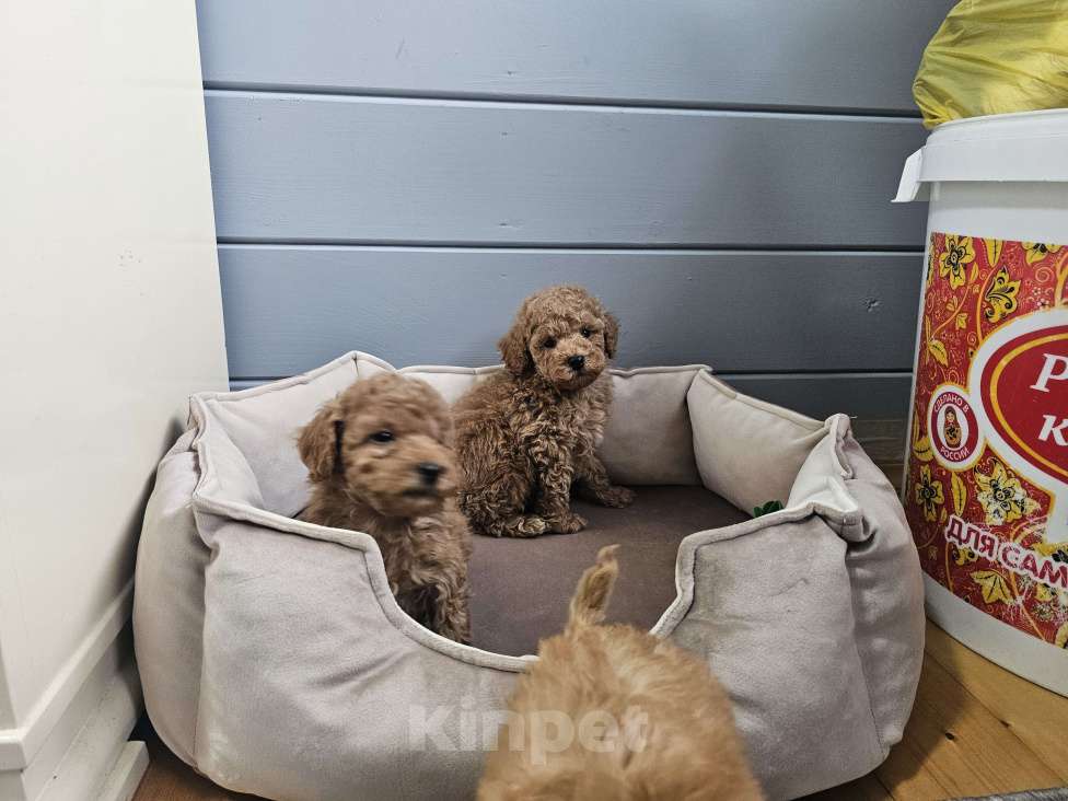 Собаки в Москве: Щенки той и миниатюрного пуделя  ркф Мальчик, 50 000 руб. - фото 3