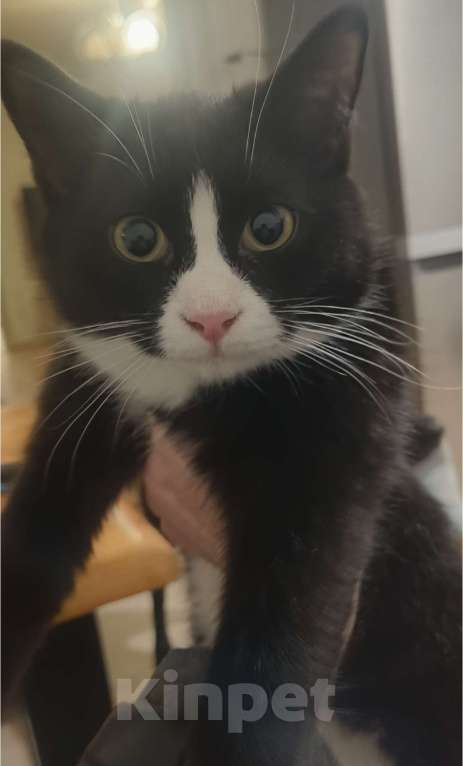 Кошки в Электростали: Потерялась кошека  Девочка, 5 000 руб. - фото 6