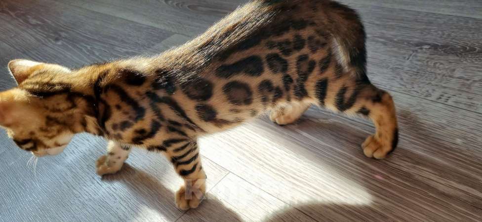 Кошки в Сургуте: Бенгальские котята Мальчик, 22 000 руб. - фото 8