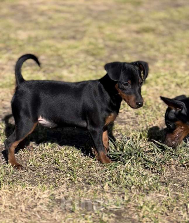 Собаки в Санкт-Петербурге: Цвергпинчер - девочка Девочка, 35 000 руб. - фото 3