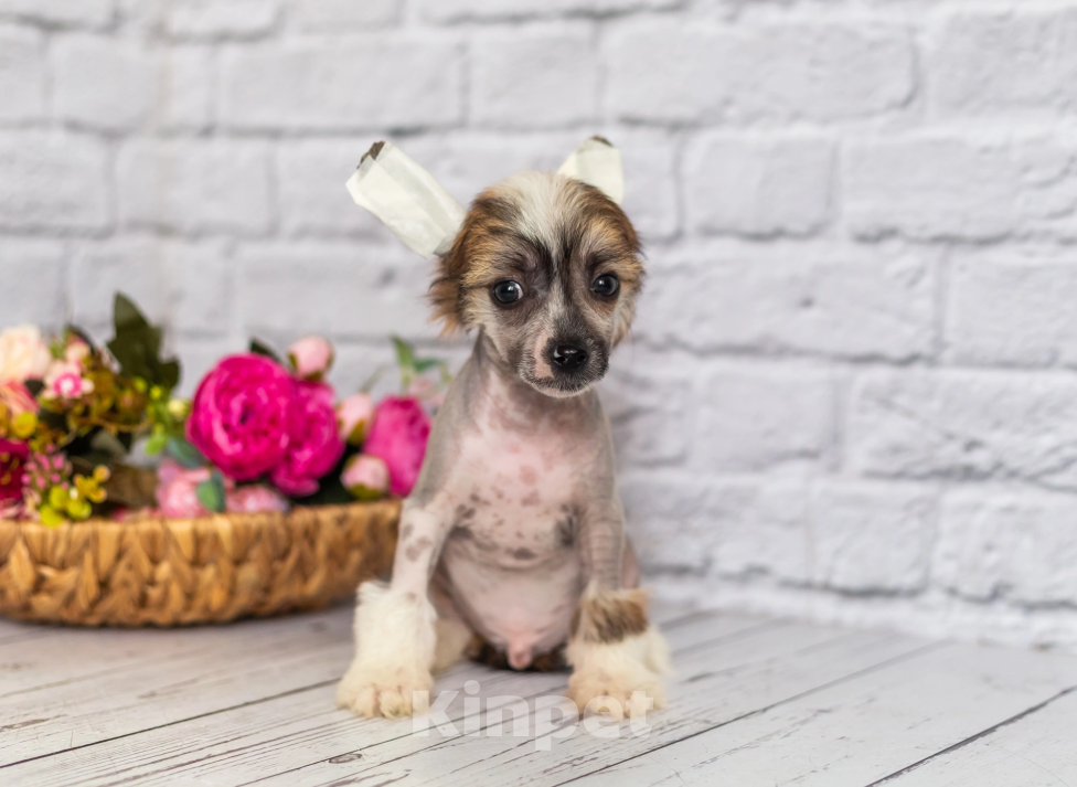 Собаки в Раменском: Китайские щенки Мальчик, Бесплатно - фото 4