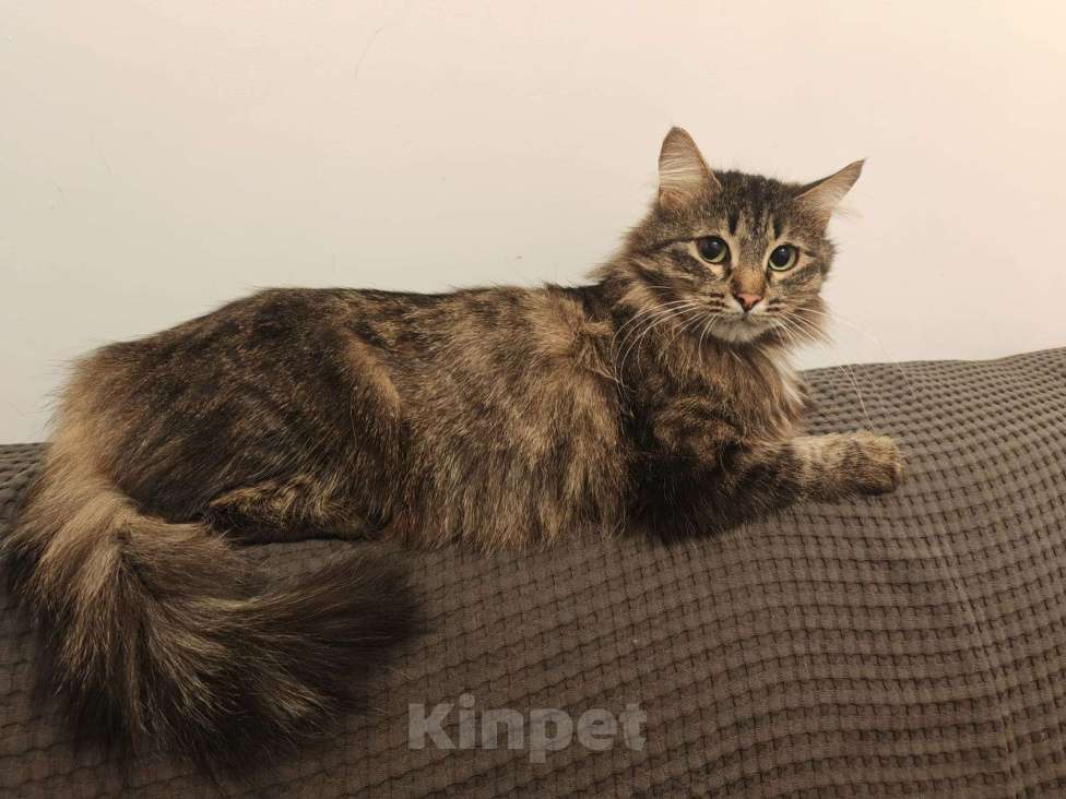 Кошки в Москве: Ванесса ищет маму! Девочка, Бесплатно - фото 8