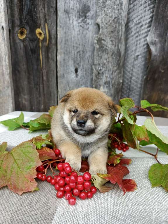 Собаки в Москве: Девчонка сиба ину Девочка, 50 000 руб. - фото 6