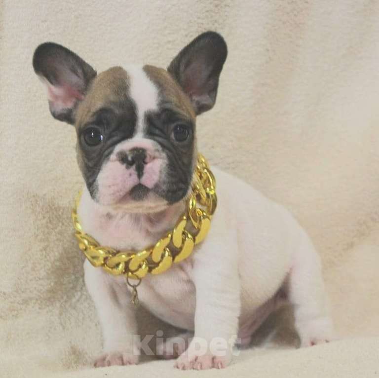 Собаки в Москве: Щенок французик  Мальчик, 130 000 руб. - фото 2