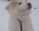 Собаки в Волгограде: Якуточка, 15 000 руб. - фото 1