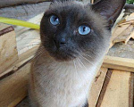 Кошки в Санкт-Петербурге: Чистопородные тайские котята + комплект, 4 000 руб. - фото 7