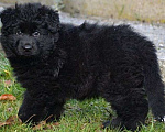Собаки в Москве: Черный длинношерстный щенок немецкой овчарки DDR крови Мальчик, 65 000 руб. - фото 1