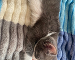 Кошки в Уфе: котята в добрые руки Разнополые, Бесплатно - фото 7