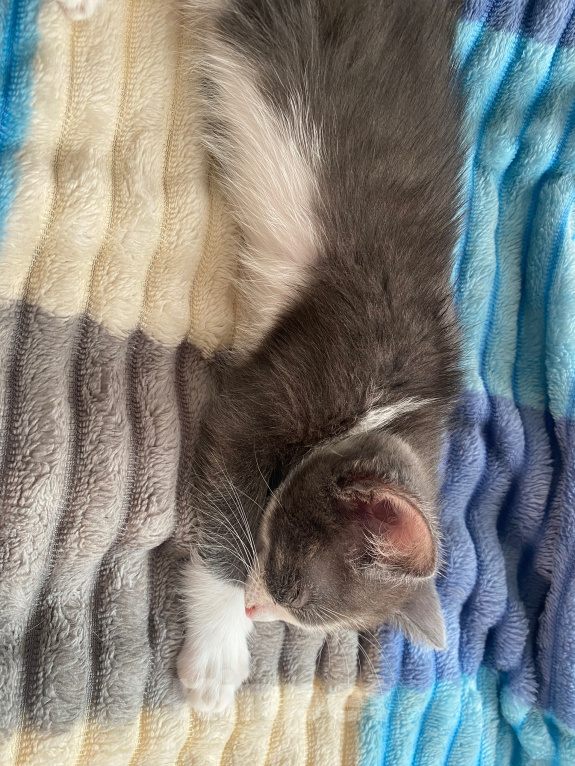 Кошки в Уфе: котята в добрые руки Разнополые, Бесплатно - фото 7