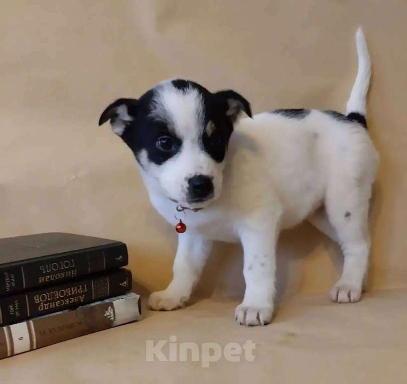 Собаки в Москве: в добрые руки Девочка, Бесплатно - фото 2