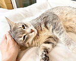 Кошки в Москве: Сноу - молодой котик ищет дом, в добрые руки Мальчик, Бесплатно - фото 3