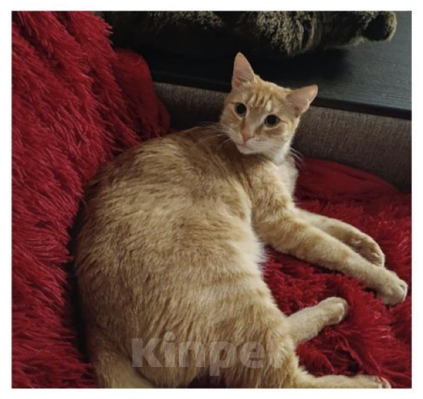 Кошки в Москве: Потерялся Котик Мальчик, 3 000 руб. - фото 1