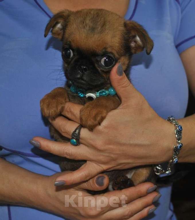 Собаки в Москве: Миниатюрная девочка пти-брабансон Девочка, 60 000 руб. - фото 2