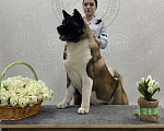 Собаки в Воронеже: Вязка Американская Акита Мальчик, 1 руб. - фото 1