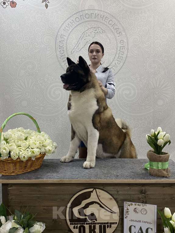 Собаки в Воронеже: Вязка Американская Акита Мальчик, 1 руб. - фото 1