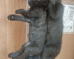Кошки в Москве: Черный котенок Мальчик, 1 руб. - фото 2