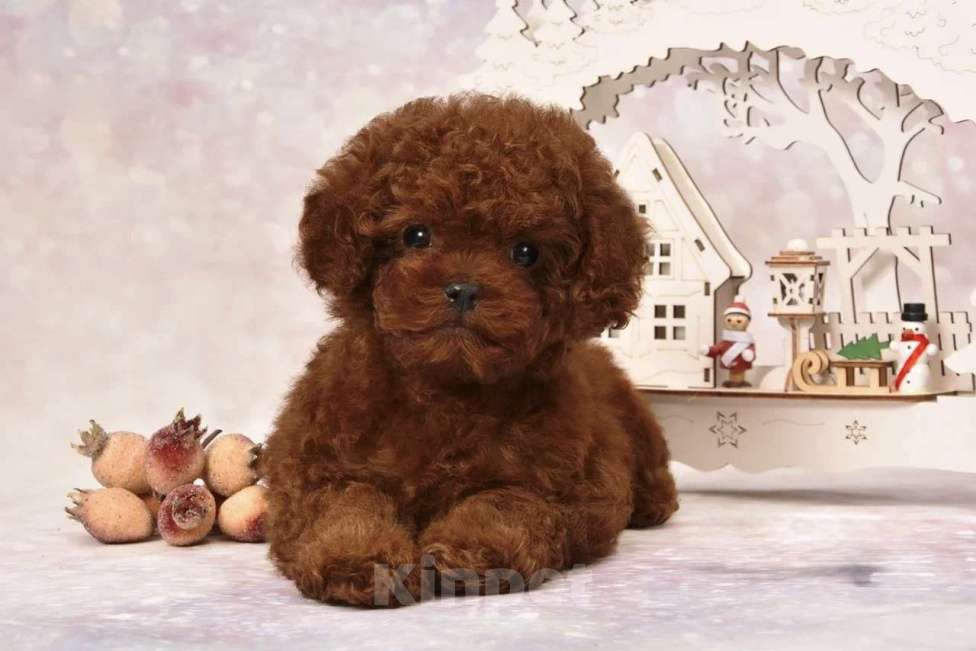 Собаки в других городах Московской области: Щенок мальчик Тедди Пудель Мальчик, 150 000 руб. - фото 2