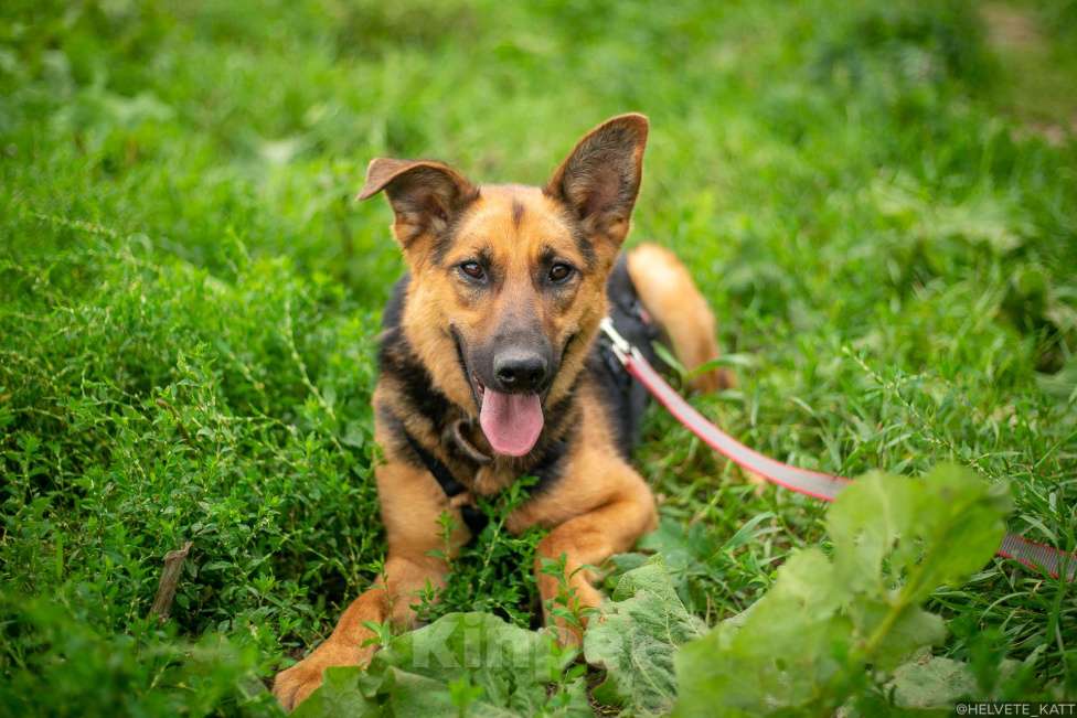 Собаки в Москве: Обаятельнейшая коротколапая овчарка Бирма Девочка, Бесплатно - фото 3