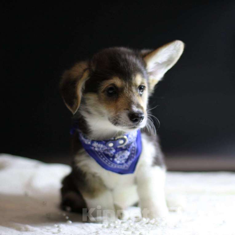 Собаки в Тольятти: Щенки Вельш Корги Пемброк Мальчик, 50 000 руб. - фото 2