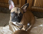 Собаки в Санкт-Петербурге: Очаровательная девочка французского бульдога Девочка, 40 000 руб. - фото 8