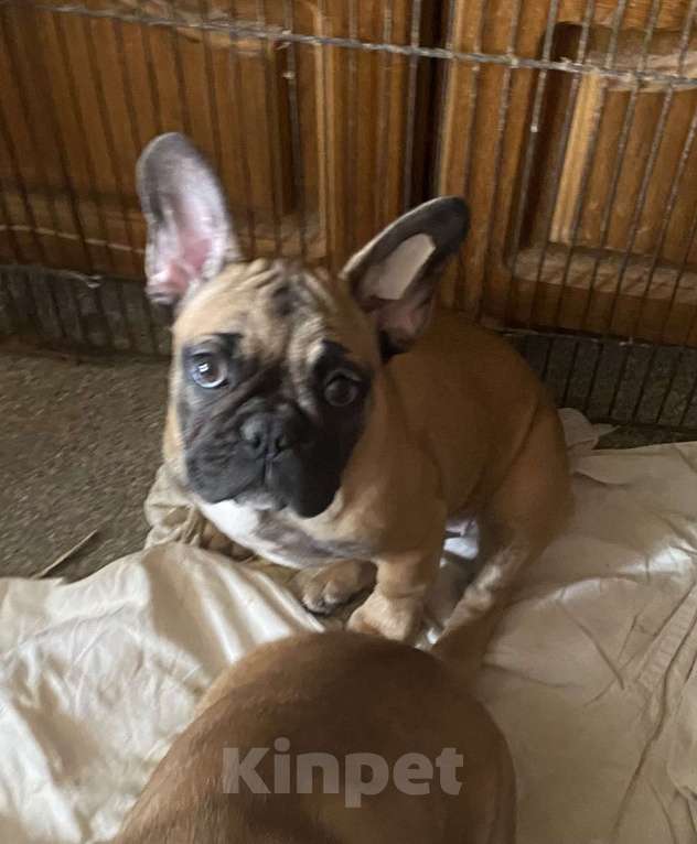 Собаки в Санкт-Петербурге: Очаровательная девочка французского бульдога Девочка, 40 000 руб. - фото 8