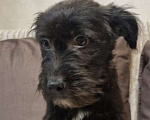 Собаки в Москве: Уголек. Ищет дом, вкусняшки  и хозяйскую руку. Мальчик, Бесплатно - фото 2