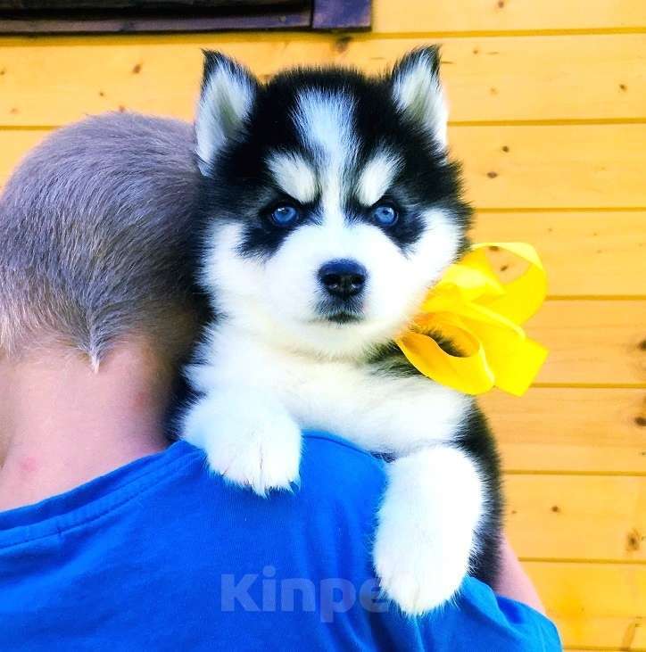 Собаки в Ухте: Хаски Щенки Разных окрасов Разнополые, Бесплатно - фото 1