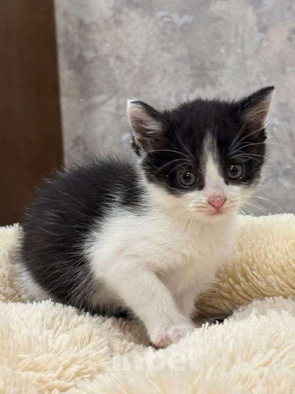 Кошки в Москве: Малютка Шанечка. Котенок в добрые руки. Девочка, Бесплатно - фото 2